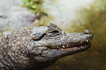 A profile view of a crocodile resting, showcasing its textured skin in a zoo habitat