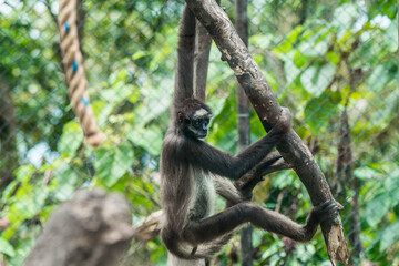 A spider monkey casually hangs from a branch, displaying its agile nature in a zoo habitat