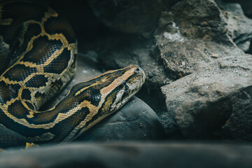 A Burmese python lies coiled among rocks, showcasing its scales in a controlled environment