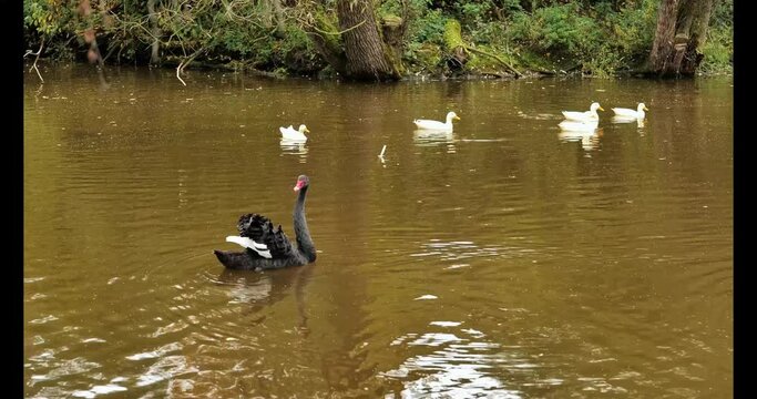 Black Swan glides across the pond water in the park.Black bird in the water with reflection. 4k footage