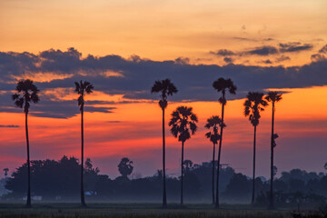 Silhouette Sugar palm tree and Rice field at sunset in morning , Thailand