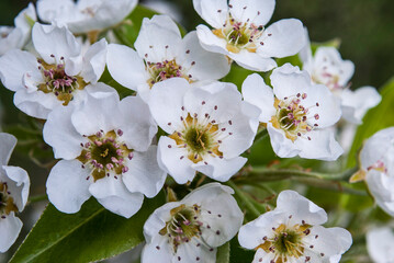 pear branch blooming with delicate white flowers