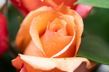 pink rose flower with a yellowish tint with dew caps on the petals. Rose in bloom close-up.