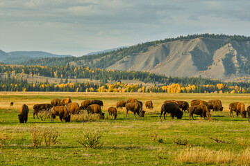 Herd of bison grazing in a field on a fall Wyoming evening