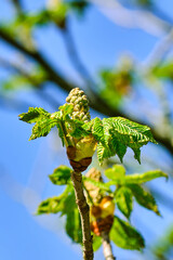 Red horse chestnut bud bursting out in early spring