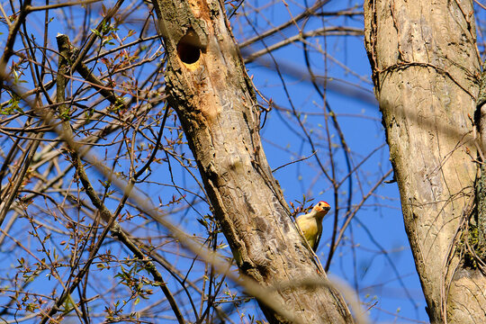Red-bellied woodpecker with a look of curiosity