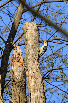 Red-bellied woodpecker perched on side of tree
