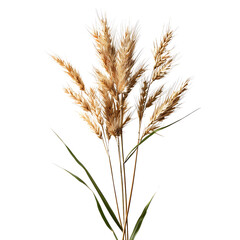 Fototapeta premium Wheat on transparent Background