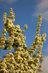 spring background. flower of pear fruit. a tree with white flowers that says spring on it.