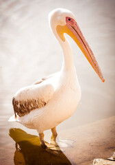 pelican on the beach