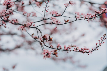 Beautiful pink cherry blossom Sakura in spring time over blue sky.