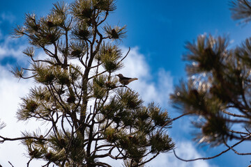 bird in an evergreen fir tree in the wild