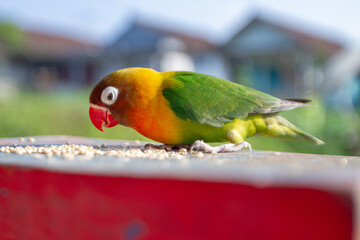 Lovebird Parrot (Agapornis Personatus) animal closeup (Burung Cinta)