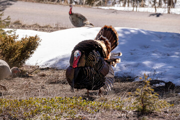 turkey tom puffing out his feathers - obrazy, fototapety, plakaty