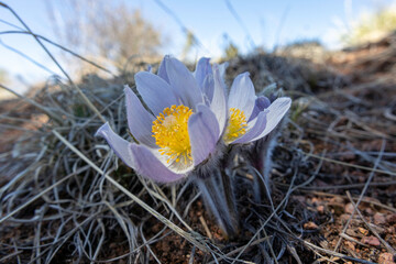 springtime flowers closeup on the colorado trail