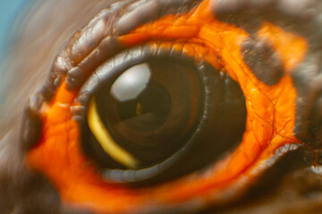 Photo eye of Red eyed crocodile skink (Tribolonotus Gracilis) macro, animal closeup