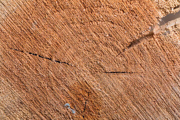 Old wood  texture background, Tree Rings