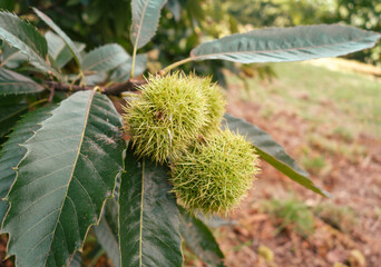 chestnuts on a tree