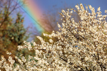 Crown of flowering fruit tree against the backdrop of a rainbow in early spring with selective focus. Spring background