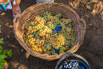 White grapes for wine production in a basket. Background with selective focus and copy space