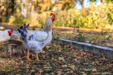 Two chickens standing in a yard with leaves on the ground