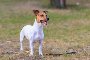 A cute Jack Russell Terrier dog walks in a clearing in the forest. Pet portrait with selective focus and copy space
