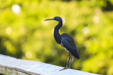 great heron standing on a pier