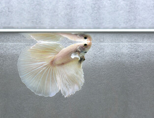 Betta fish halfmoon or long tail, Siamese fighting fish on isolated grey or blue background