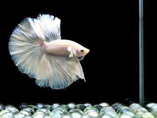 Betta fish halfmoon or long tail, Siamese fighting fish on isolated black background