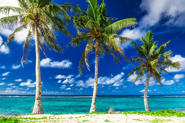 Tropical Lalomanu beach on Samoa Island with three palm trees, Upolu