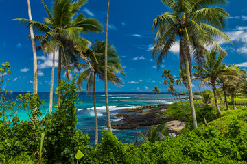 Tropical volcanic beach on Samoa Island with many palm trees