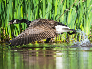 Canada Goose, Branta canadensis, bird running on water. - 788840414