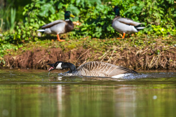 Canada Goose, Branta canadensis, bird on water. - 788840417