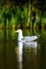 European Herring Gull, Larus argentatus on lake - 788840432