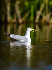 European Herring Gull, Larus argentatus on lake