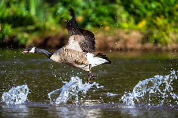 Canada Goose, Branta canadensis, bird running on water. - 788840472