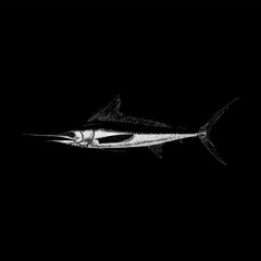 White Marlin hand drawing vector isolated on black background.