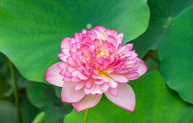 lotus flower blooming in summer pond with green leaves as background - 788841415