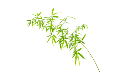 bamboo leaves isolated on white background - 788841466