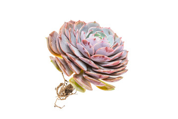 Miniature succulent plants (succulent cactus) isolated on white - 788841656