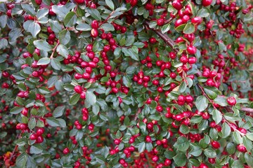 Cotoneaster horizontal decorative evergreen shrub with red small fruits it bears fruit at the beginning of autumn - obrazy, fototapety, plakaty