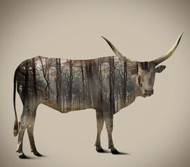 Double exposure of Ankole cow and forest