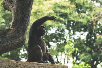 Perched on a tree branch in its natural habitat, a siamang gibbon stretches its arm toward the sky, showcasing its flexibility and agility