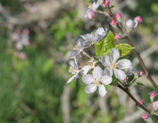 Apple flowers bathed in sunlight malus domestica