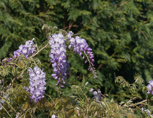 Wisteria sinensis in Full Bloom with sunlight outdoor
