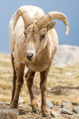 Obraz premium Big Horn Sheep