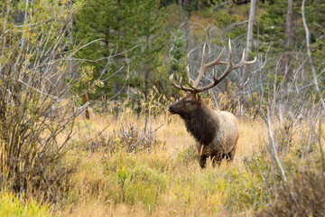 Elk In The Pasture