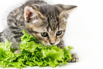 Generative AI : Cute little grey tabby the vegetarian kitten eats green lettuce isolated on a white background. 