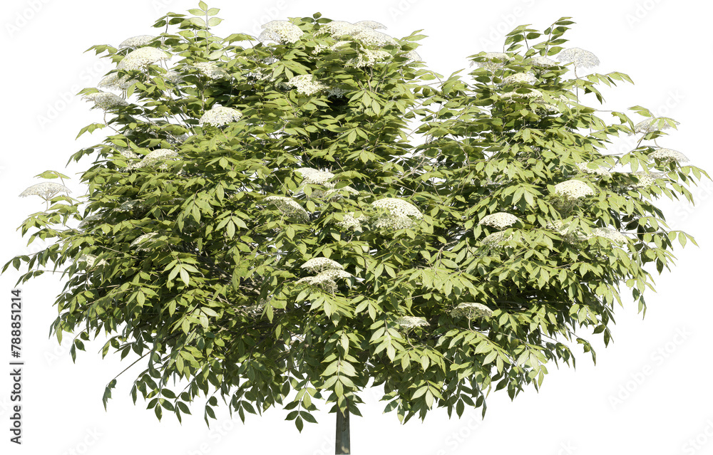 Poster realistic 3d rendering of a tree on transparent background, suitable for architecture visualization,