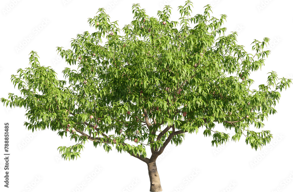 Poster realistic 3d rendering of a tree on transparent background, suitable for architecture visualization,